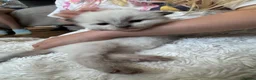 Ragdoll cats for sale: GCCF REG RAGDOLL KITTENS LILAC CHOC SEAL  - Advert 34