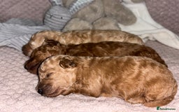 Toy Poodle dogs for sale: 3 stunning toy poodle females  - Image 5