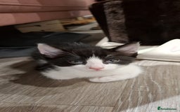Ragdoll cats for sale: 3 Male Kittens Ragdoll X Turkish Angora  - Image 21