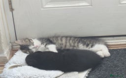 Domestic Shorthair cats for sale: Kind Homes Only – 4 Beautiful Healthy Kittens in Edgware - Image 29