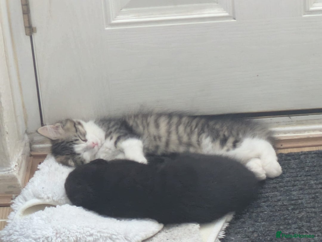 Domestic Shorthair cats for sale: Kind Homes Only – 4 Beautiful Healthy Kittens in Edgware - Image 29