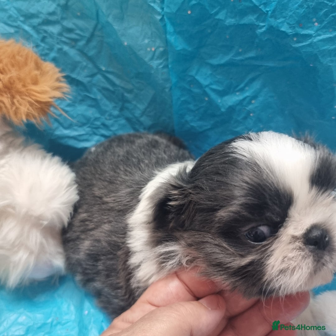 Shih Tzu dogs for sale: Kc reg stunning very tiny babies boys/girls - Image 18