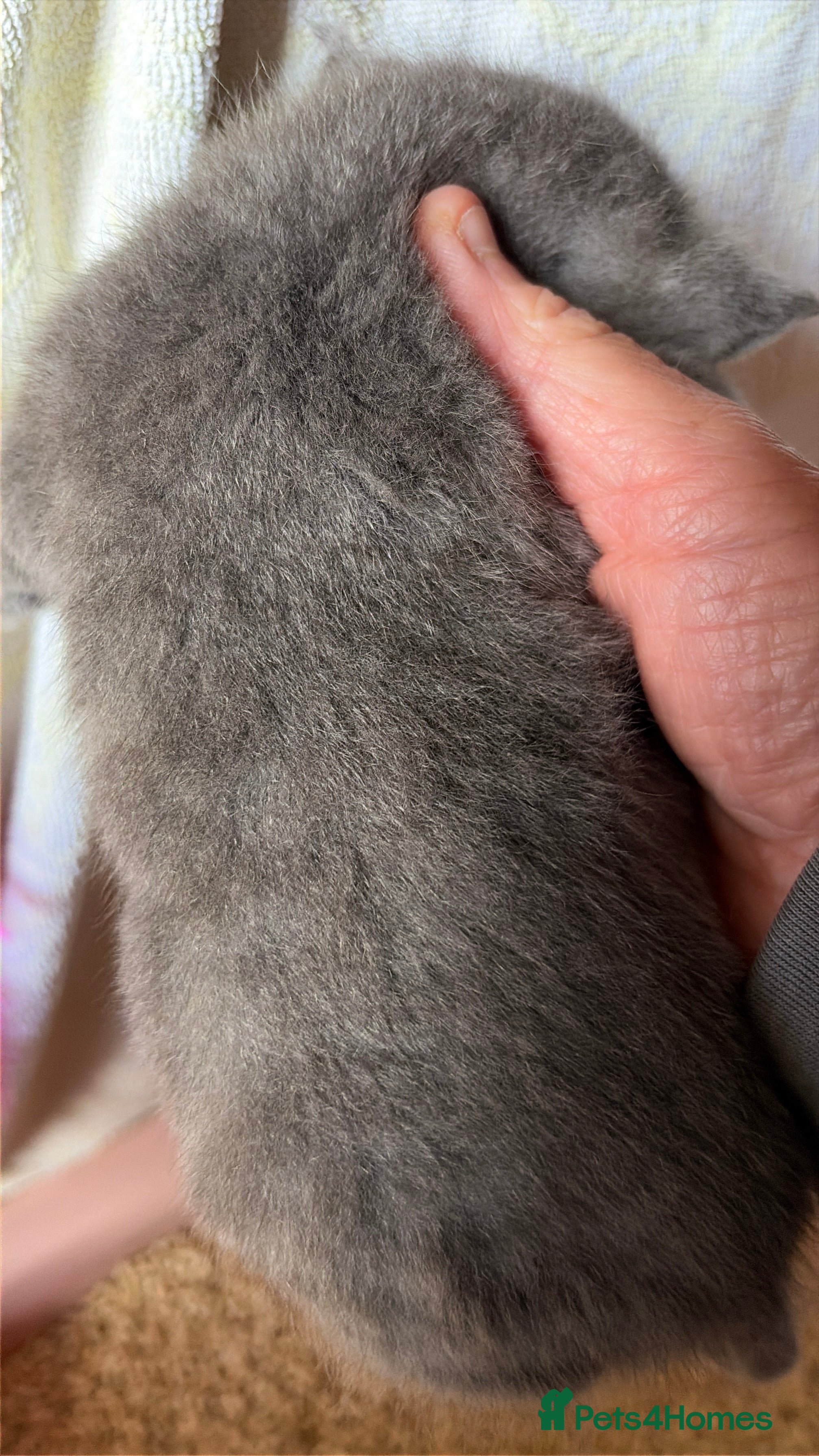 Mixed Breed cats for sale: Beautiful Kittens - Advert 4