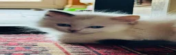 Ragdoll cats for sale: Ragdoll kittens  - Advert 16