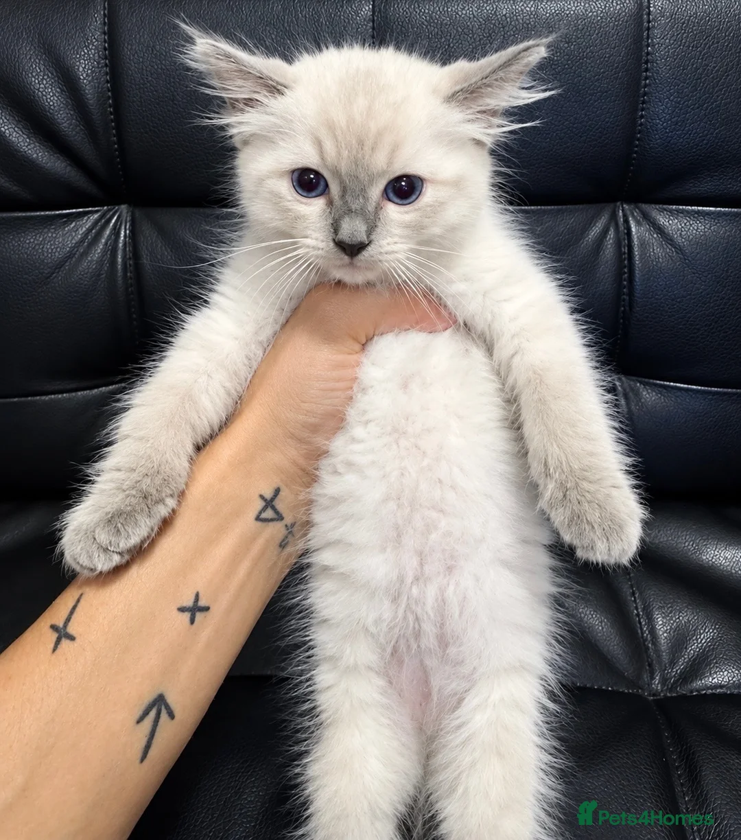 Ragdoll cats for sale: Ragdoll kitten  - Advert 7