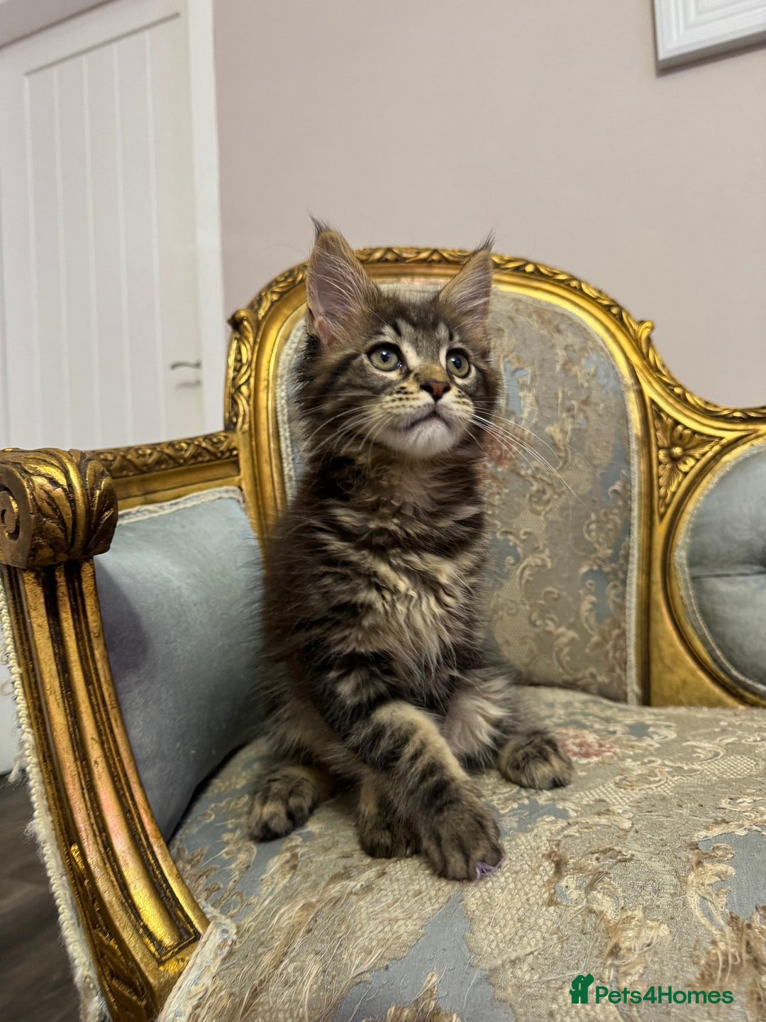 Maine Coon cats for sale: Maine Coon Kittens 🏆 20+ gen 🧬 pedigree 🎄🎄🎄 - Advert 15