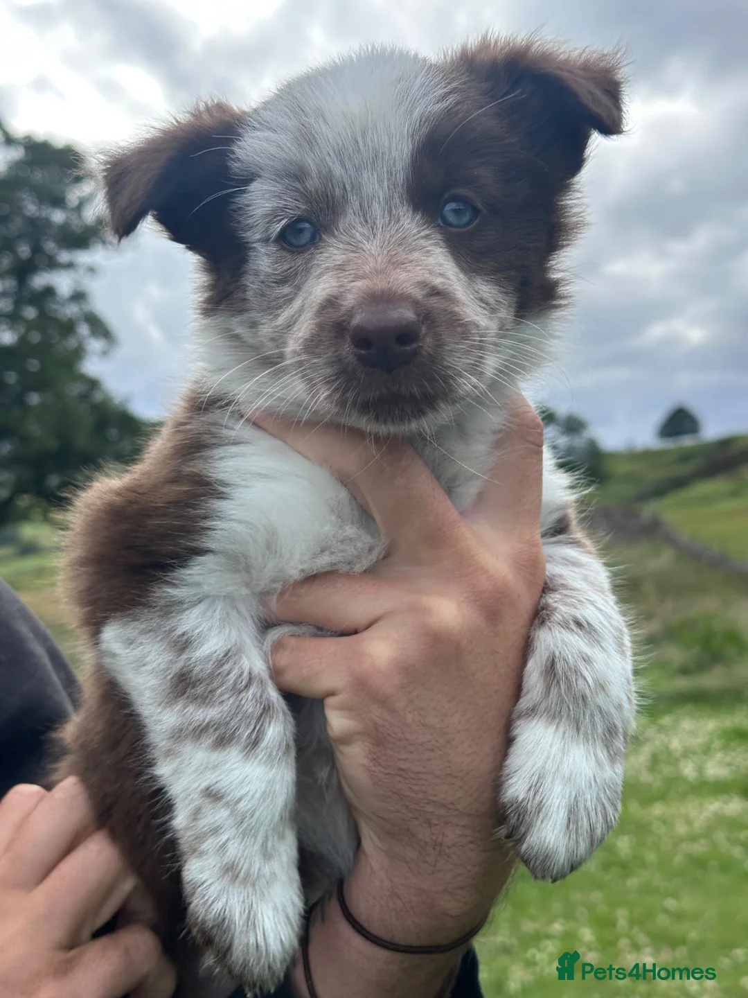 Border Collie dogs for sale: Border Collie Puppies - Advert 27