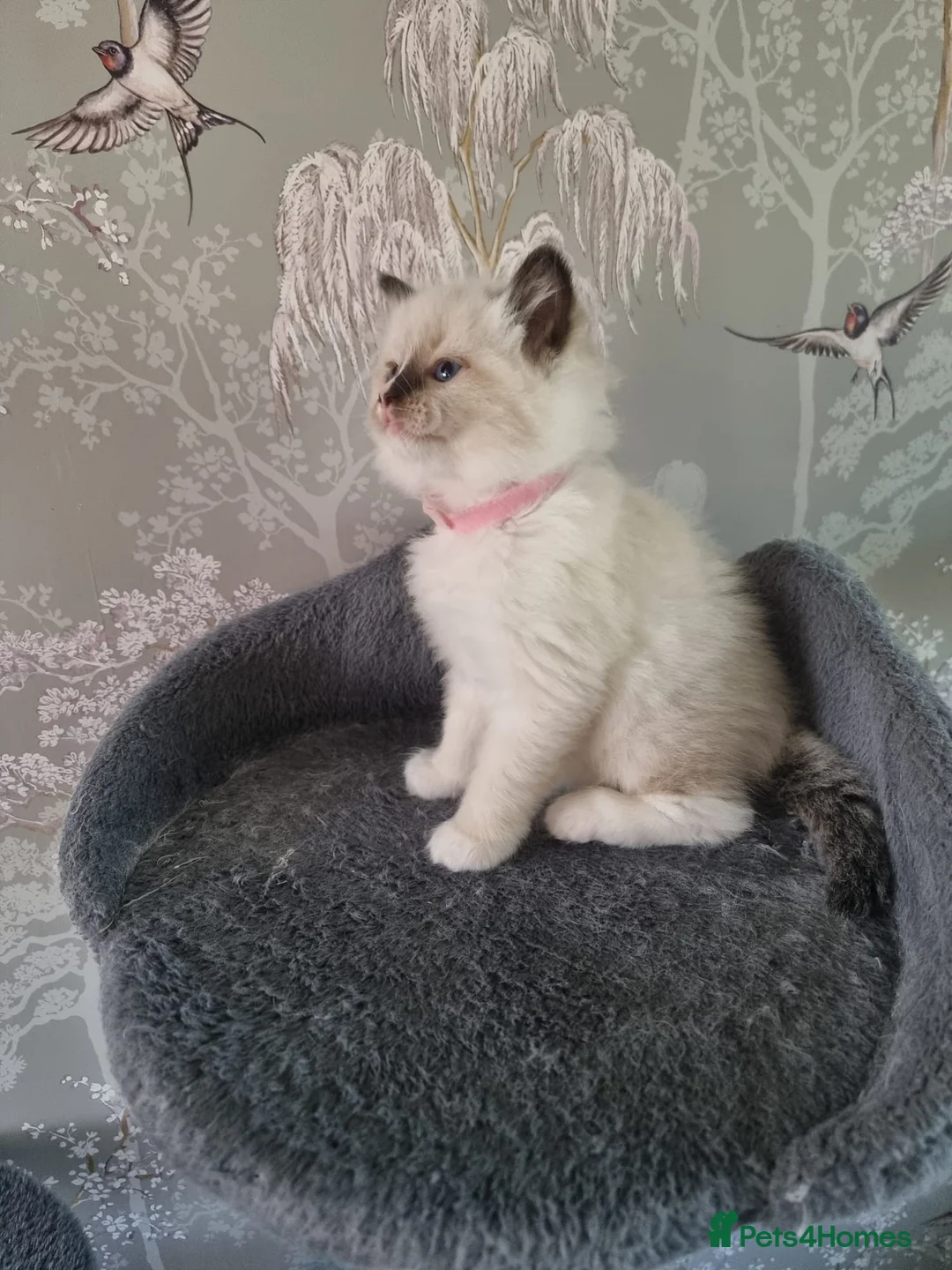 Ragdoll cats for sale: 3 Rogdall Kittens  - Advert 4