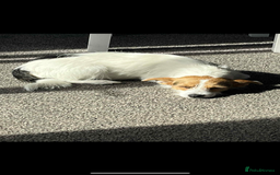 Jack Russell dogs for sale: Beautiful Jack Russell puppies for sale - Advert 21