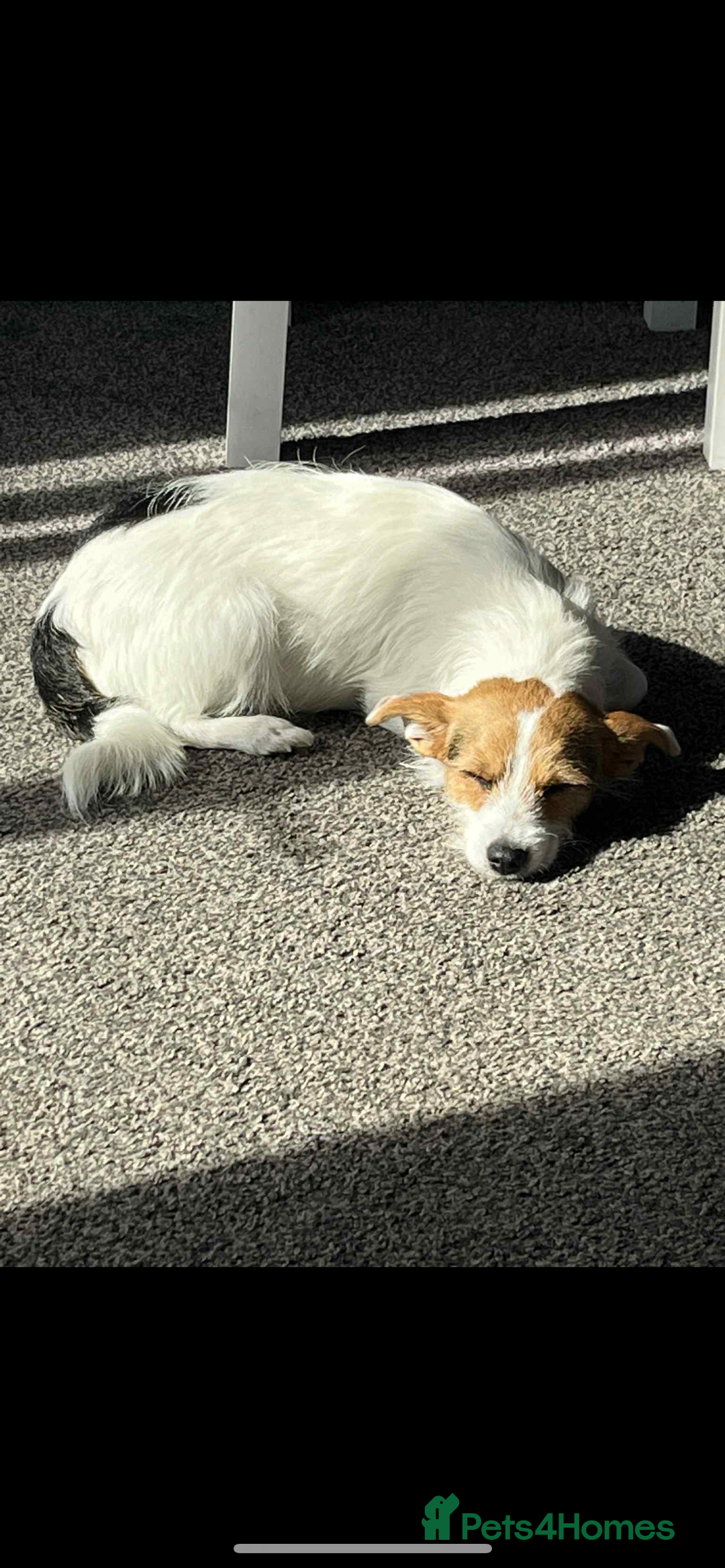 Jack Russell dogs for sale: Beautiful Jack Russell puppies for sale - Advert 21