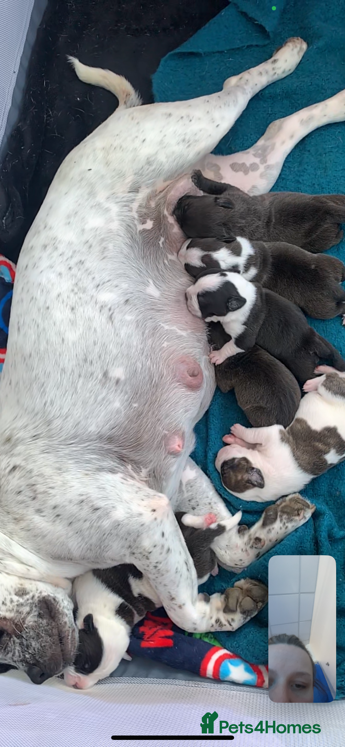 Shorty Bull dogs Proper pocket bully’s - Advert 2