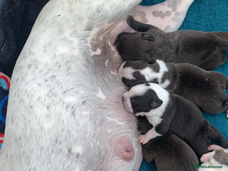 Shorty Bull dogs Proper pocket bully’s - Advert 2