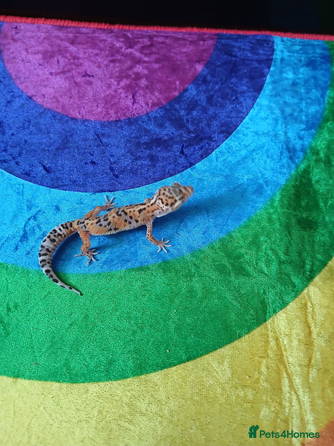 Leopard Gecko reptiles for sale: Baby's leopard geckos  in Rochester - Image 9