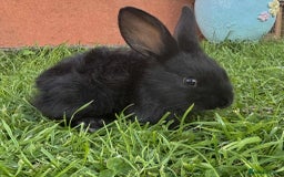 Continental Giant rabbits for sale: Baby Rabbits  - Image 5