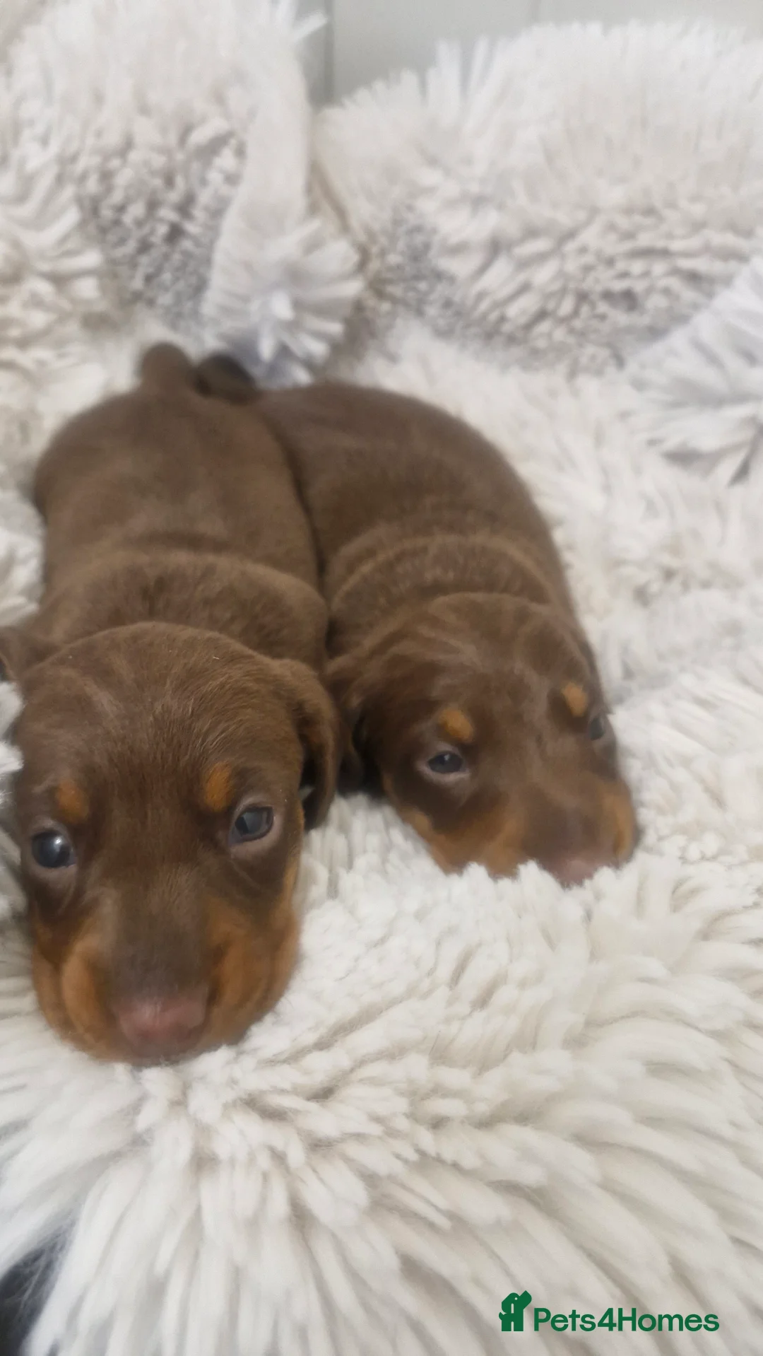 Miniature Dachshund dogs for sale: Minature dachshunds - Advert 12