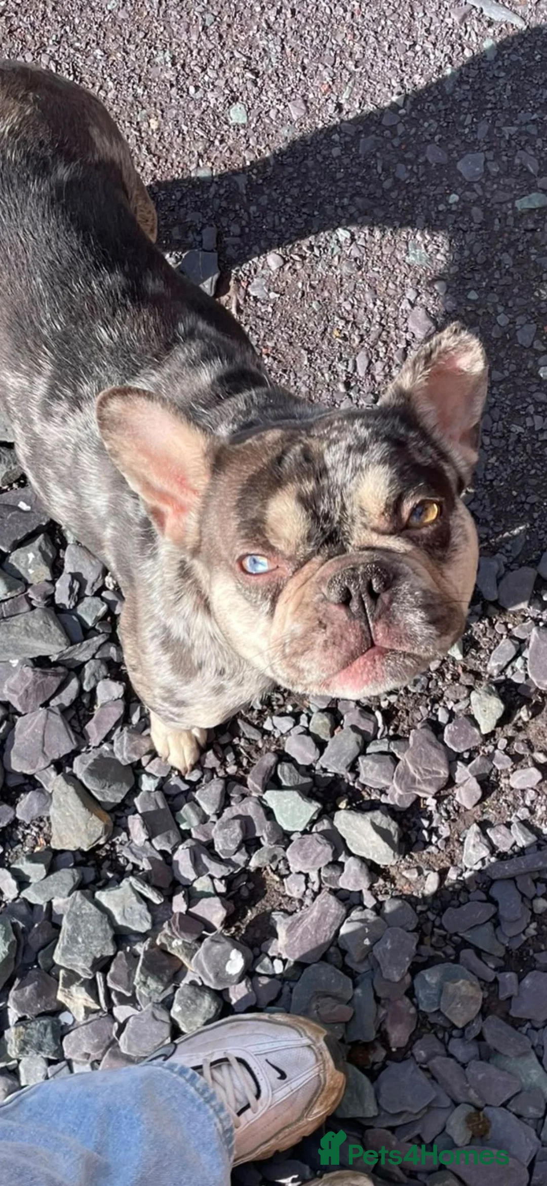 French Bulldog dogs for sale: French bulldog puppy 8 weeks boys and girls in Gateshead - Advert 2