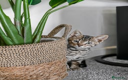 Bengal cats for sale: Beautiful Bengal boy for sale (read full ad) - Image 11