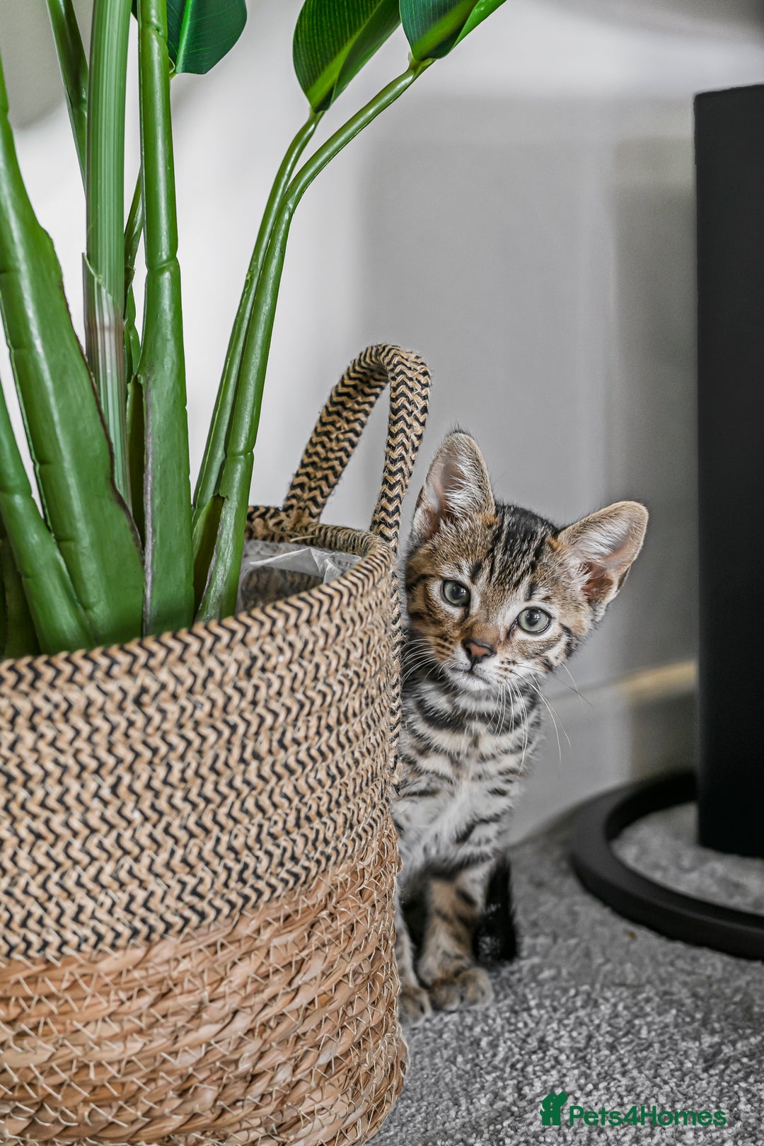 Bengal cats for sale: Beautiful Bengal boy for sale (read full ad) - Image 11