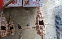 Finches birds for sale: Benghal and Helans finches for sale in E12 - Advert 2
