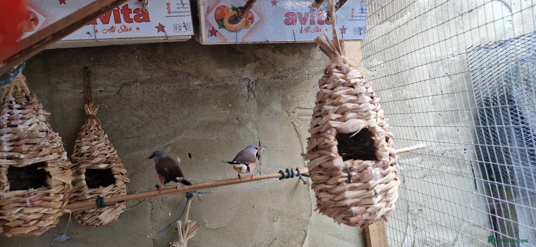 Finches birds for sale: Benghal and Helans finches for sale in E12 - Advert 2
