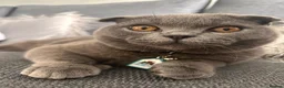Scottish Fold cats for sale: Scottish Fold for Rehoming - Advert 2