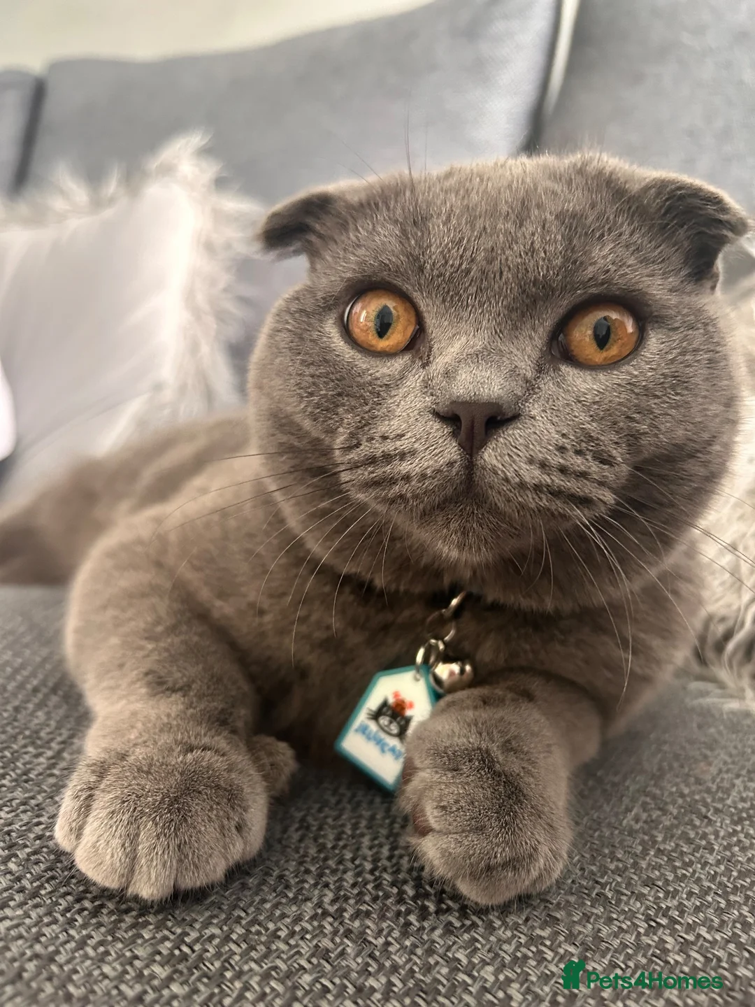 Scottish Fold cats for sale: Scottish Fold for Rehoming - Advert 2
