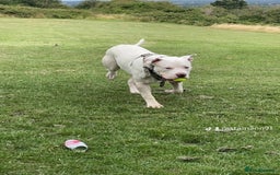 American Bully dogs for sale: Blanco  - Image 2