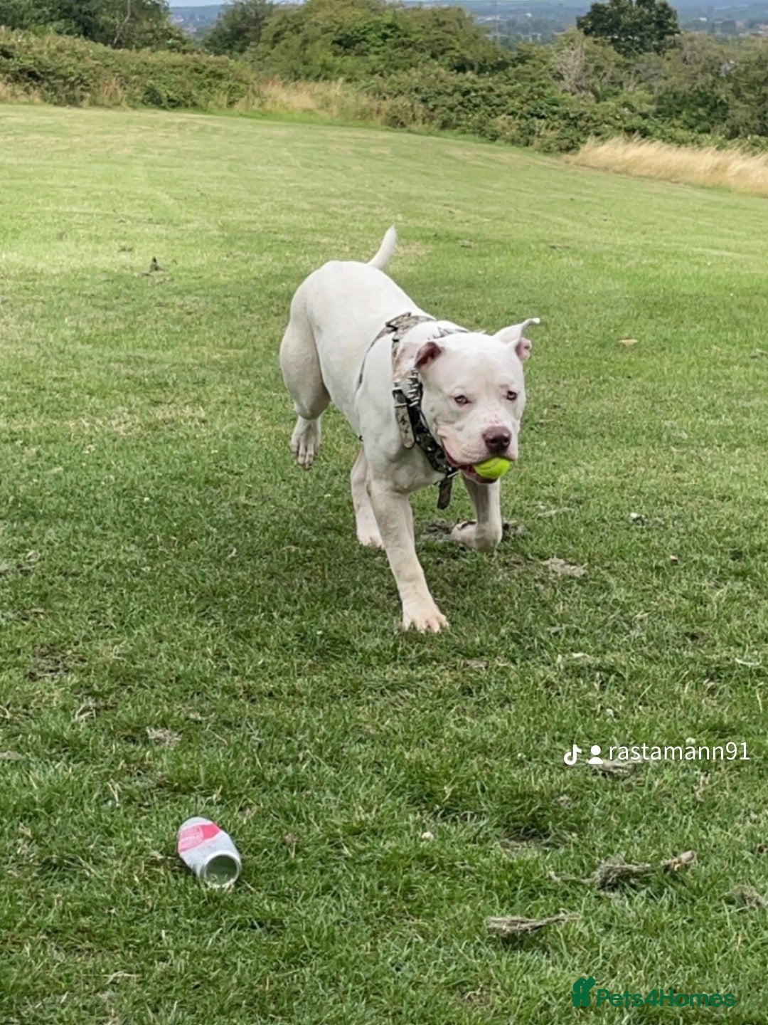 American Bully dogs for sale: Blanco  - Image 2