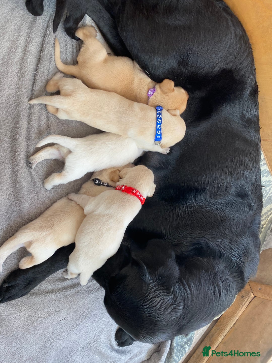 Labrador Retriever dogs for sale: Stunning Labrador Puppies - Image 4