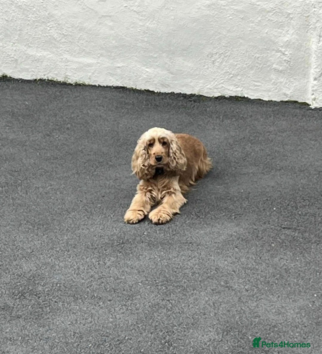 Cocker Spaniel dogs for sale: Male choc sable show type cocker spaniel  - Advert 2