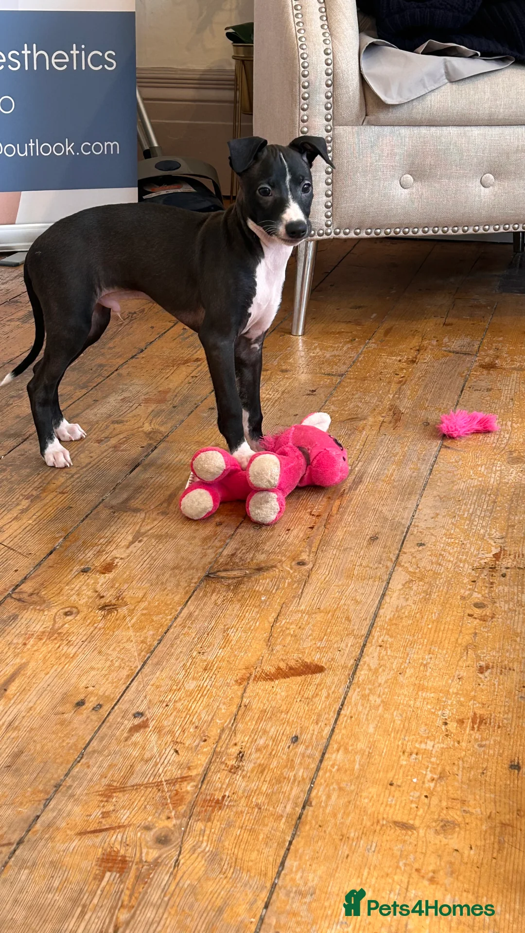 Italian Greyhound dogs for sale: 2 beautiful boy Iggys looking for their new home - Advert 16