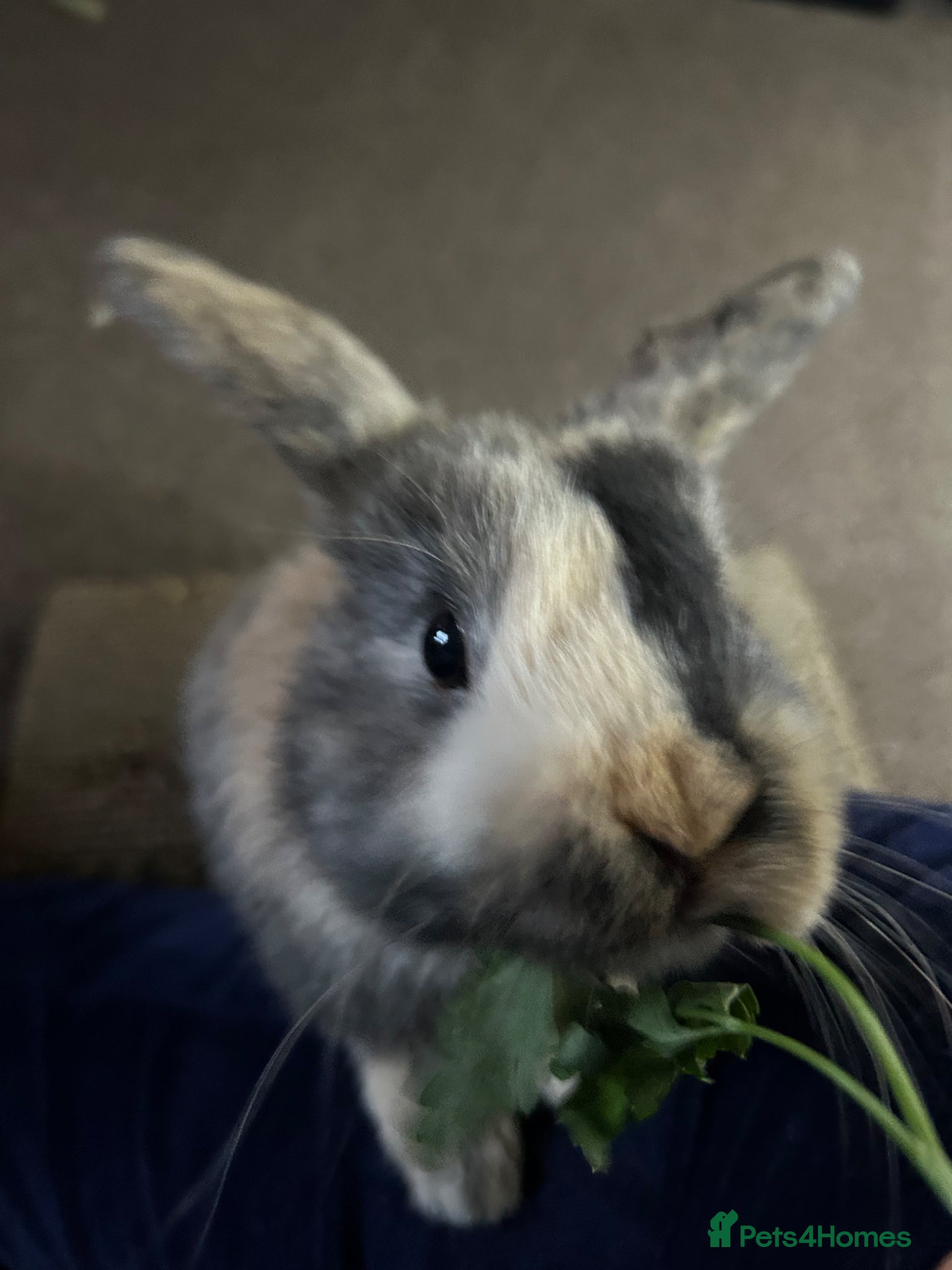 Mini Lop rabbits Female mini lop - Advert 1