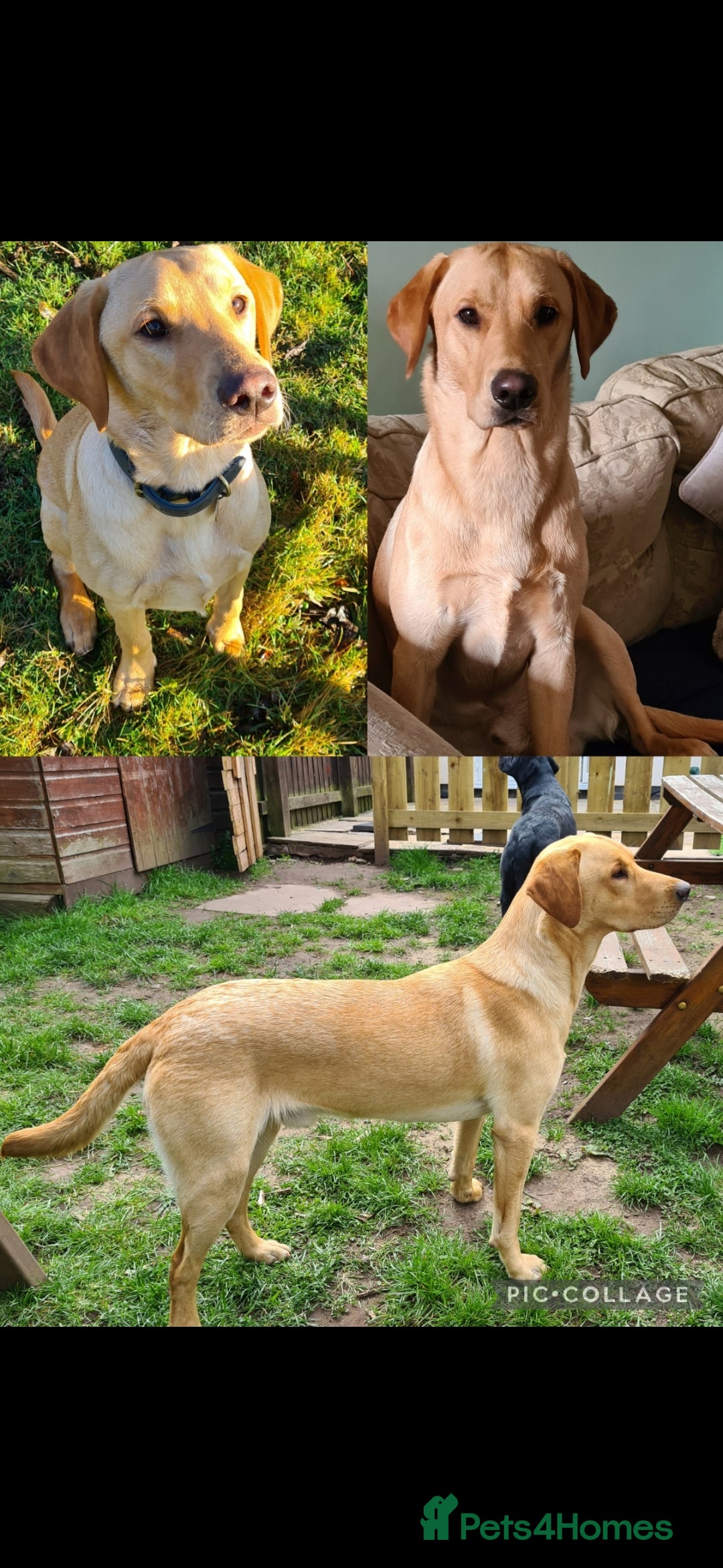 Labrador Retriever dogs for stud: Unproven Labrador Stud NO FEE. KC reg/BVA screened in Brecon - Advert 11