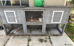 Guinea Pig rodents for sale: Two male guinea pigs  - Image 5