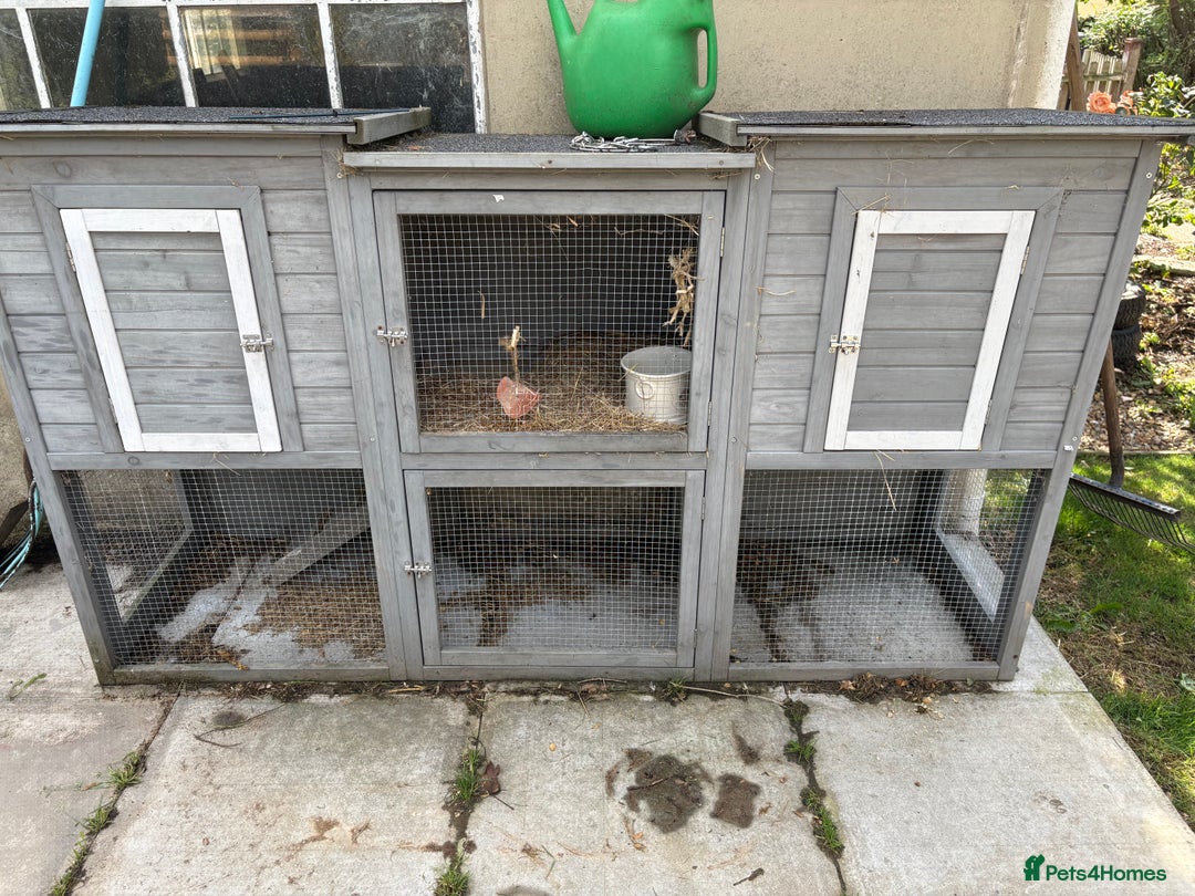 Guinea Pig rodents for sale: Two male guinea pigs  - Image 5