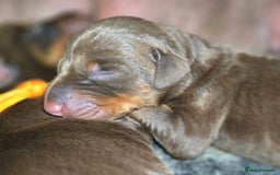 Dobermann dogs for sale: *HEALTH TESTED,HOME REARED,STUNNING DOBERMAN PUPS - Image 23