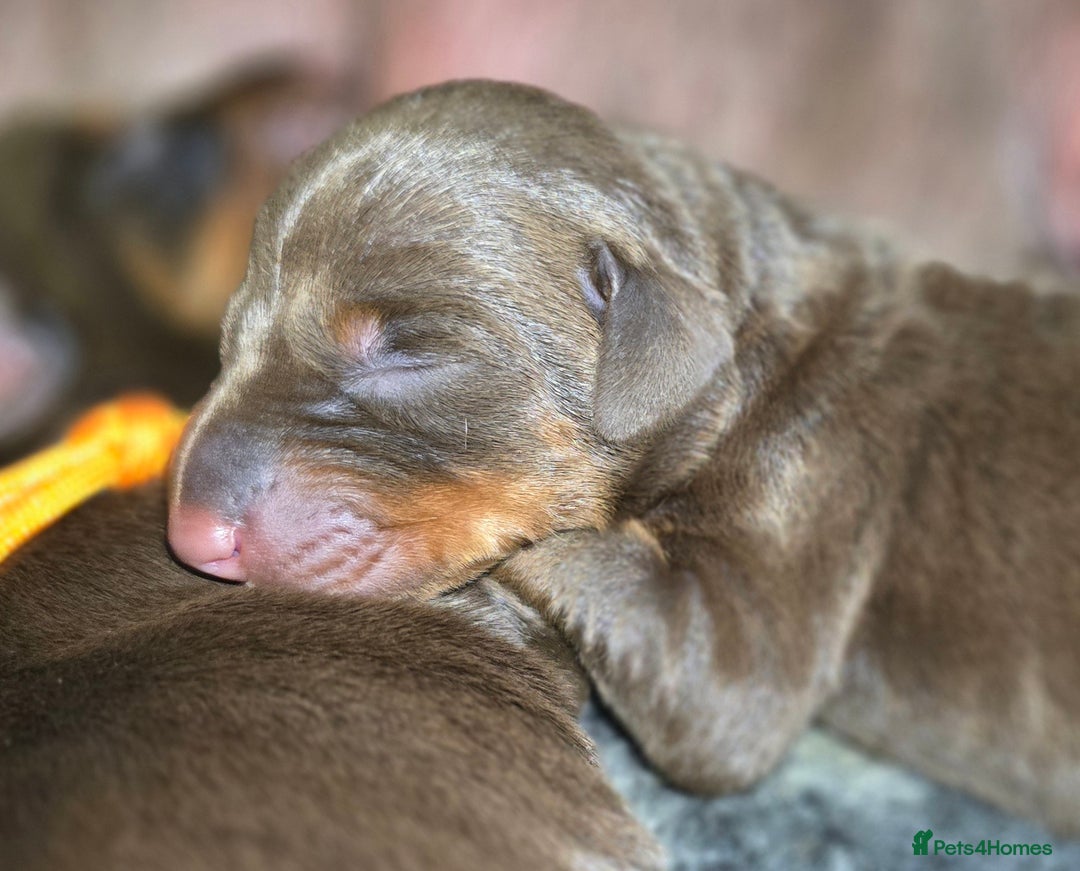 Dobermann dogs for sale: *HEALTH TESTED,HOME REARED,STUNNING DOBERMAN PUPS - Image 23