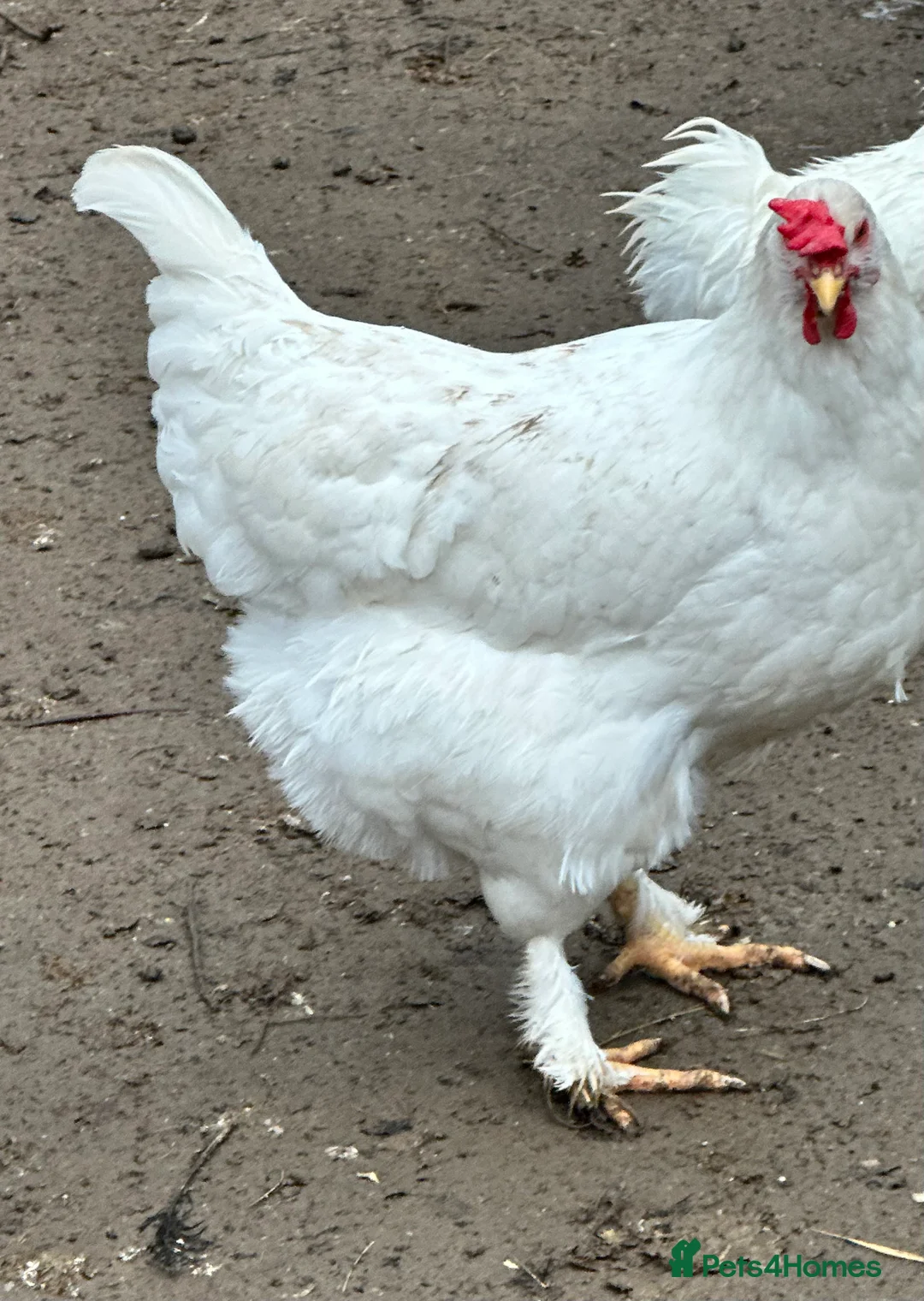 Chickens poultry for sale: Chicks, chickens and hatching eggs - Advert 7