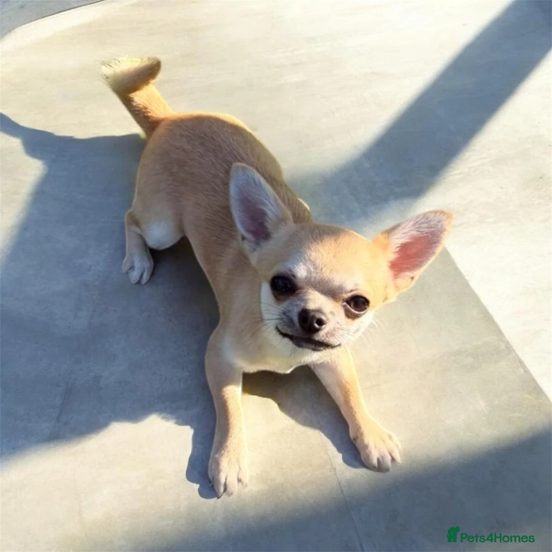 Chihuahua dogs for sale: Beautiful Smooth Coat Boy in Washington - Advert 2