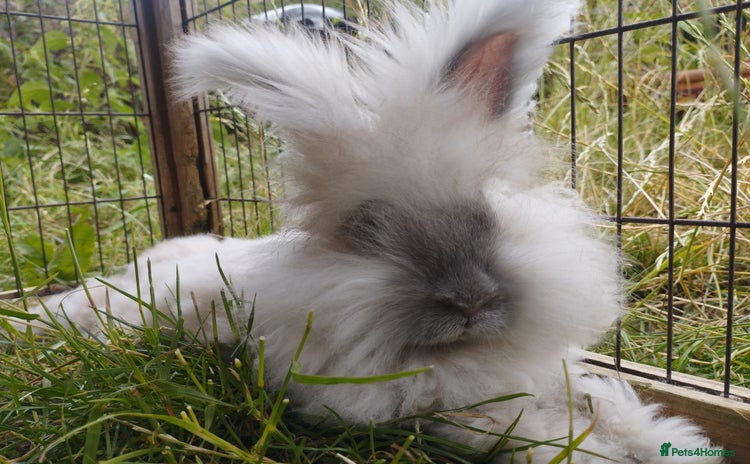 Angora rabbits in Market Drayton - Advert 1