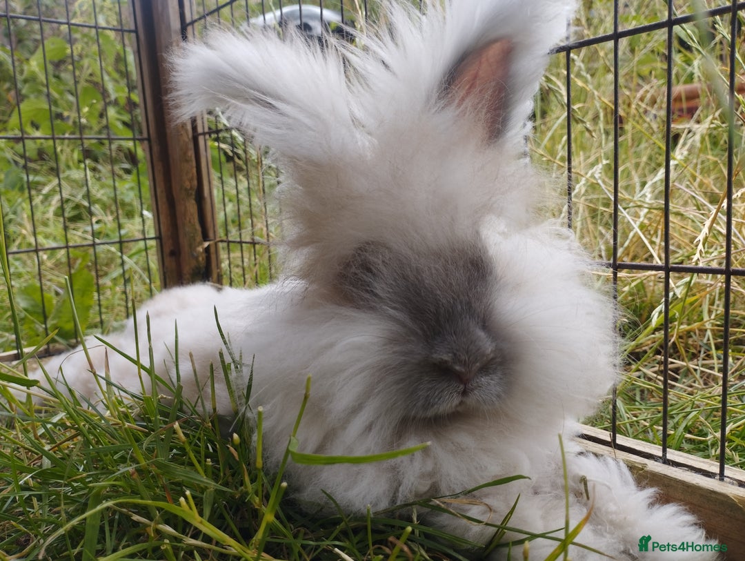 Angora rabbits for sale: Last Fluffy Angora Buck Ready to leave 🥰 in Market Drayton - Image 1