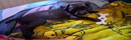 Patterdale Terrier dogs for sale: Bella the patterdale Terrier  - Advert 2