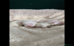 Maltese dogs for sale: Korean line Maltese puppies - Image 1