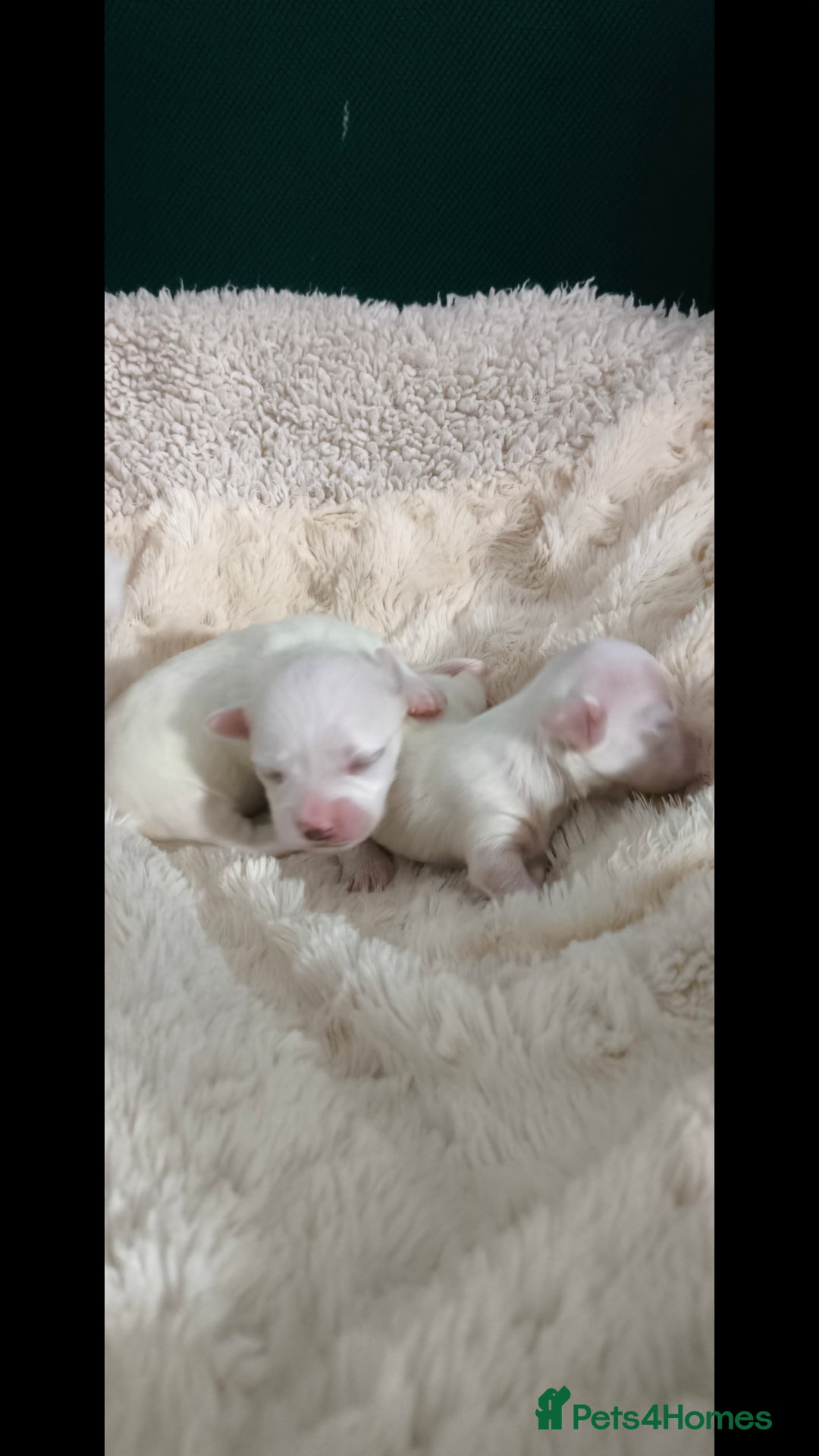 Maltese dogs for sale: Korean line Maltese puppies - Image 1