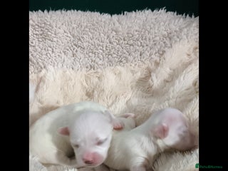 Maltese dogs - Advert 3