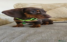 Dachshund dogs for sale: Dachshund puppies ready to leave  - Image 5