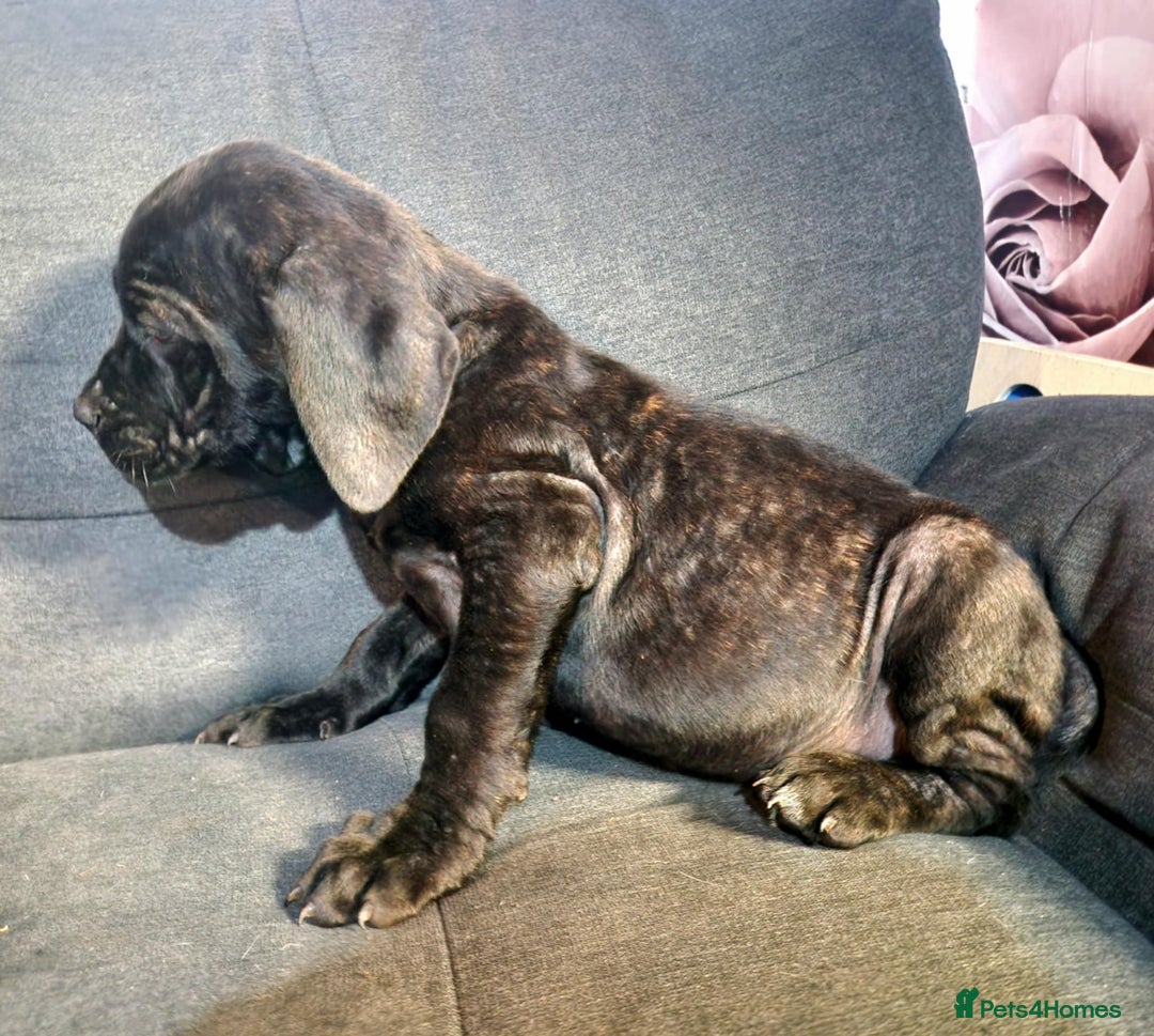 Mixed Breed dogs for sale: READY TO LEAVE NOW chunky mastiff puppies - Image 7