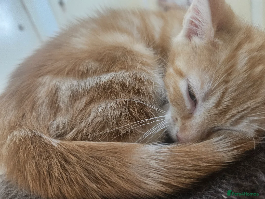 Mixed Breed cats for sale: Kitten  - Advert 3