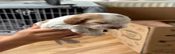 Cocker Spaniel dogs for sale: 4 “show” cocker spaniels  - Advert 5