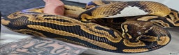 Python Snake reptiles for sale: Ball python, Black pastel (paradox)  - Advert 3